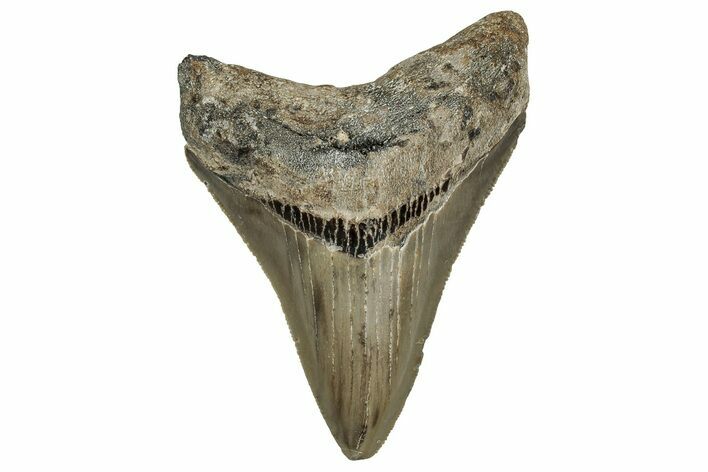 Serrated, Fossil Megalodon Tooth - North Carolina #355863